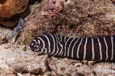 Zebra Moray Eel Facts And Photographs Seaunseen