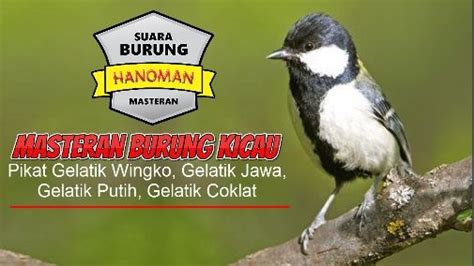 Burung perkutut memang memiliki peminat tersendiri, meskipun tidak sepopuler dengan burung lovebird, murai batu dan jenis burung yang lagi ramai sekarang ini. Gambar Kartun Burung Perkutut - Gambar Kartun