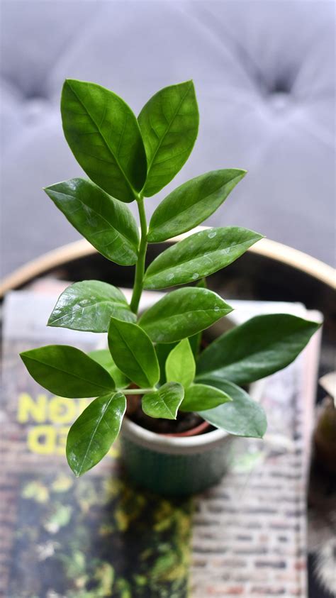 Baby Zamioculcas Zamiifolia Zz Plant Happy Houseplants Happy