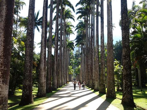 Located in an environmental protected area, the grumari beach and the prainha beach are… Jardín Botánico de Río de Janeiro: cómo llegar, horario y ...