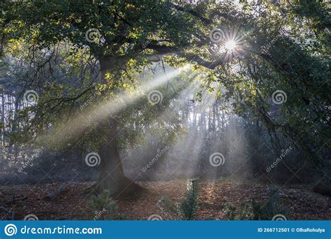 Beautiful Sun Beams Through Oak Tree Branches Stock Image Image Of