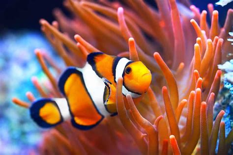 10 Incredible Clownfish Facts A Z Animals