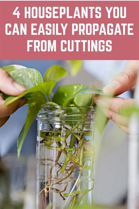 4 Houseplants You Can Easily Propagate From Cuttings In 2021 Growing