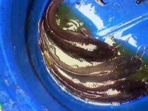 Belut merupakan salah satu jenis ikan air tawar yang cukup tinggi penggemarnya. 15 Cara Berternak Lele di Drum Plastik Untuk Pemula - ArenaHewan.com