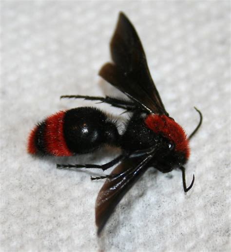 Red And Black Furry Wasp Flying Cow Ant Dasymutilla Occidentalis
