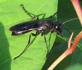 What Is A Black Wasp
