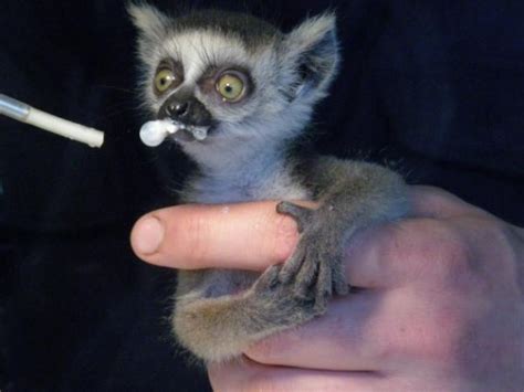 20 Super Tiny Animals To Fit In The Palm Of Your Hand Paw My Gosh