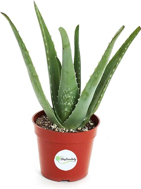 How To Plant Aloe Vera Without Roots Using 2 Methods All Things