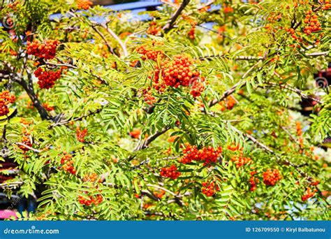 Green Leaves Of A Tree With Berries Rowan Fruit Summer Tree Natural