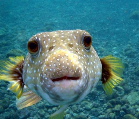 What Animal Creates These Underwater Crop Circles