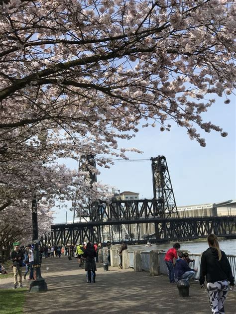 🏙 Portland Waterfront 🌸 Cherry Blossoms Waterfront Cherry Blossom