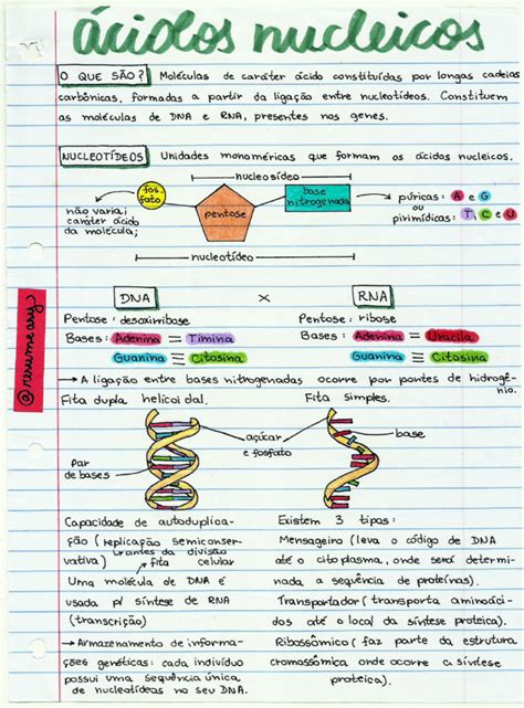 Ácidos Nucleicos Dna E Rna Resumos E Mapas Mentais Infinittus