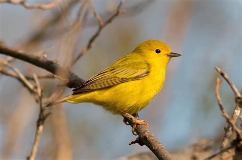 Bright Yellow Warbler Bird Perched In The Sunlight Stock Photo
