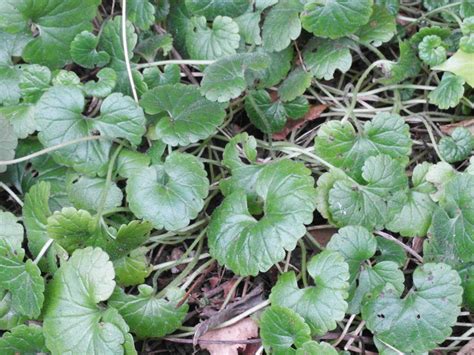 Best practice is to keep ivy off your trees, as. Health Benefits of Ground Ivy | Permaculture magazine