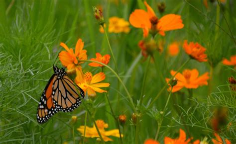 Pollinator Garden Will Give Locals Chance To Raise And Tag Monarch
