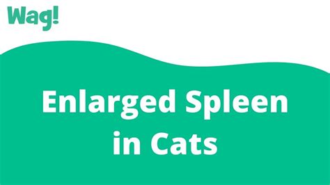 Abnormal Spleen In Cats