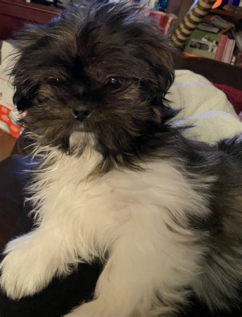 Sometimes, you may find a shih tzu for free in virginia to a good home listed by an owner who may no longer be able to look after them because of personal circumstances. Shih Tzu Puppies For Sale | Richmond, VA #327189 | Petzlover