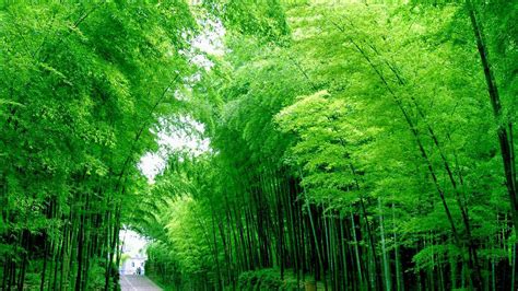 Road Between Bamboo Trees Forest Under White Sky Hd Bamboo Wallpapers