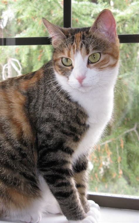 Dog and cat looking up at tall blank sign. Image - Mixed-breed-calico-amp-tortoiseshell-cat-picture ...