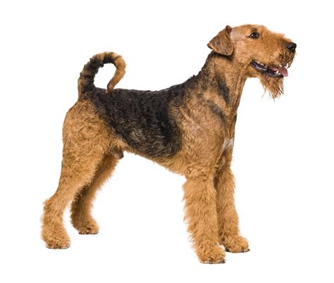Airedale Terrier Dog Breed Characteristics And Care
