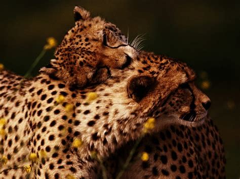 Love Cheetah Chita Love Hd Wallpaper Peakpx
