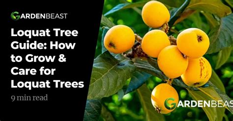 Loquat Tree Guide How To Grow And Care For Loquat Trees Fruit Fly Larvae