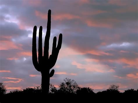 Giant Saguaro Cactus Silhouette In Arizona Sunset Painting By Elaine