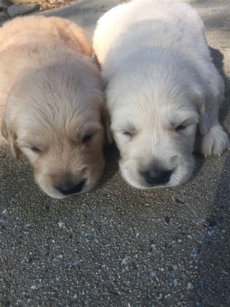 Golden retriever puppies are famously friendly and docile. Golden Retriever Puppies For Sale | High Point, NC #278246