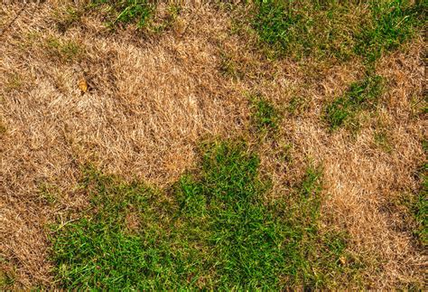 Brown Patches In Lawn Experigreen