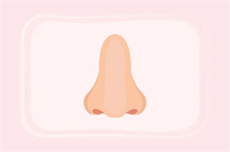 Anatomi Jantung Dan Fungsinya Yang Perlu Diketahui The Best Porn