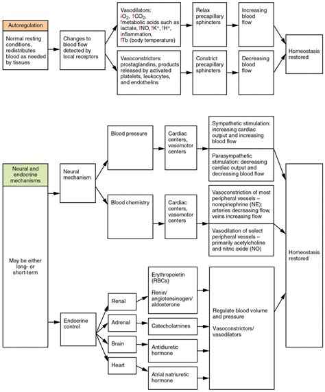 Homeostatic Regulation of the Vascular System | Anatomy and Physiology II