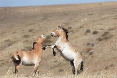 Two Wild Przewalski Takhi Horse Equus Ferus Przewalskii Stallions