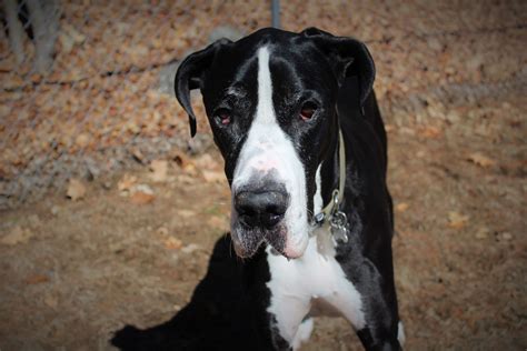 Action Shot Dog Great Dane Puppy Running Snow 4k Wallpaper