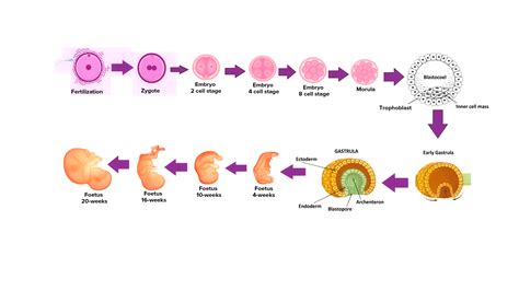 4 Stages Of Embryonic Development Hot Sex Picture