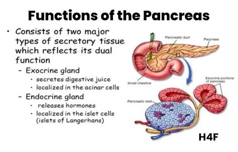 Pancrease Functions Location And Disorders And More