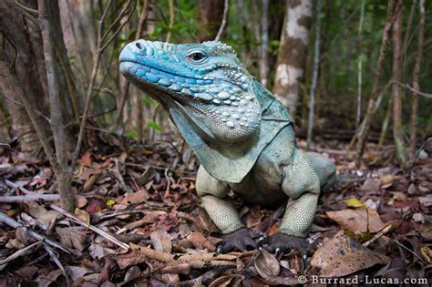 Blue Iguana Burrard Lucas Photography