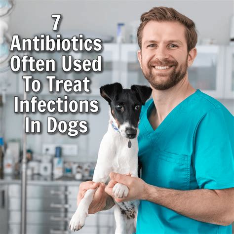 How Long Can A Dog Be On Antibiotics