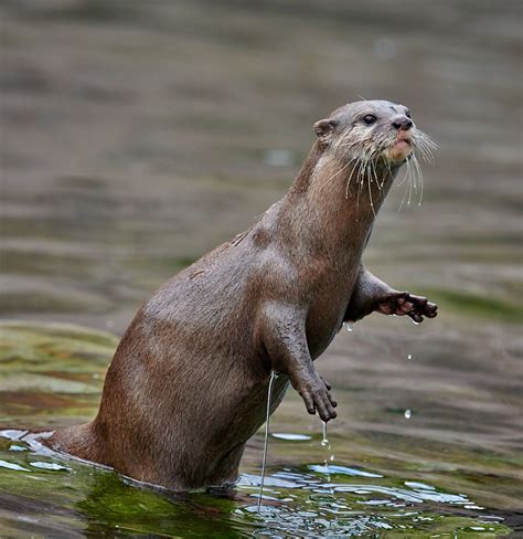 Asian Short Clawed Otter Standing Otters Asian Standing