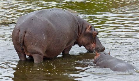 Common Hippopotamus Facts Information And Habitat