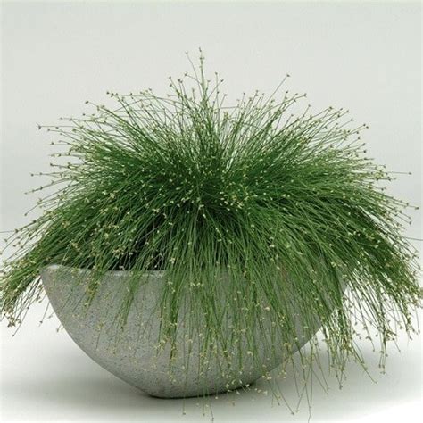 9 Trendy Ornamental Indoor Grass Grass Houseplants Balcony Garden Web