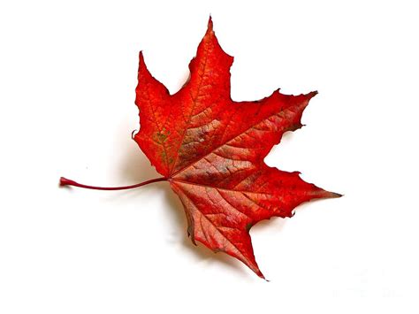 Red Leaf Maple In Autumn Photograph By Sean Griffin Pixels