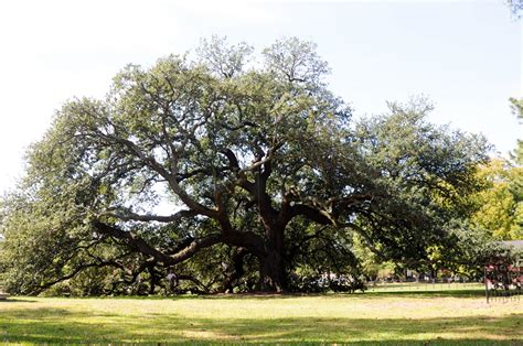 Remarkable Trees Of Virginia The Emancipation Oak