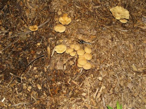 Are These Edible Gyms Georgiaweilii Territory Mushroom