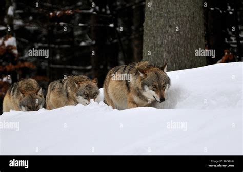 Canis Lupus Canids European Wolf Gray Wolf Predators Wolves Predator