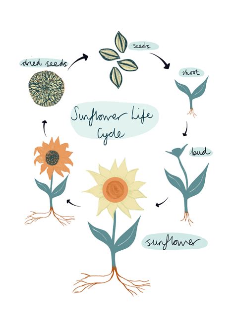 Kids Sunflower Life Cycle Print Play Learn Sunflower Life Cycle