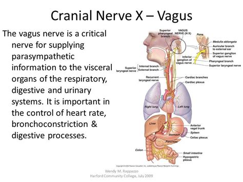 Turn On Your Vagus Nerve With Pleasure Therapy For Functional Medical