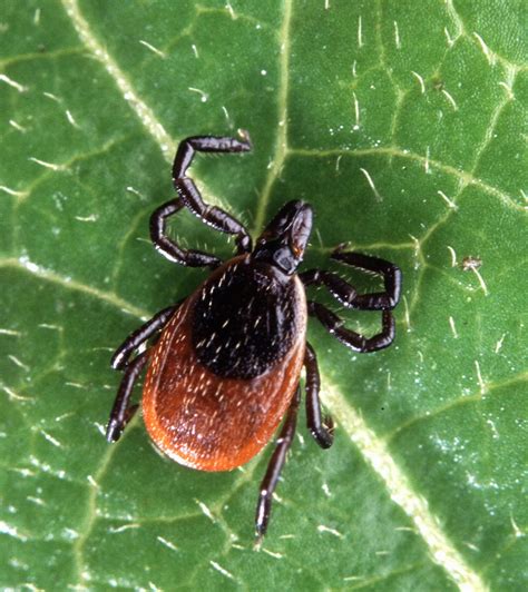 Deer Tick Control And Removal Get Rid Of Black Legged Ticks