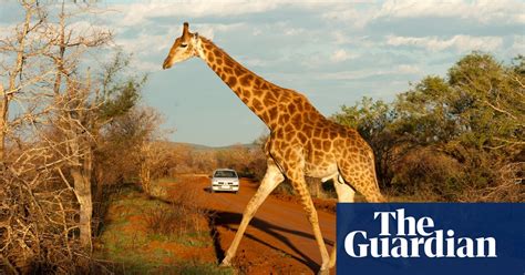Outrage After American Woman Hunts And Kills Rare Giraffe In South