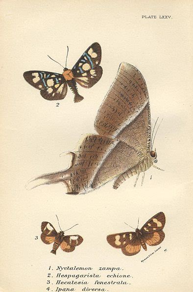 Old And Antique Prints And Maps Various Butterflies 1897 Insects
