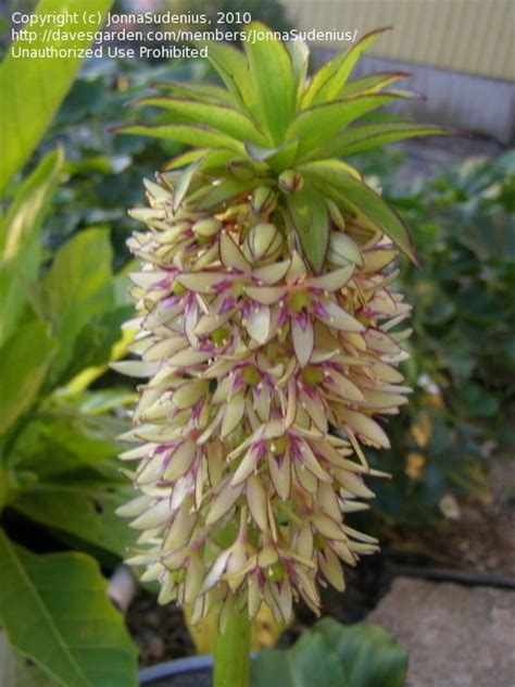 Plantfiles Pictures Eucomis Variegated Pineapple Flower Pineapple